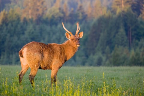A Sambar stag (Rusa unicolor), stands on a meadow in first morning light