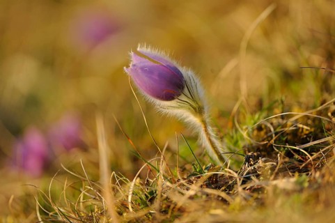 Purple flower growing amidst grass in soft sunlight, Pasque flower (Pulsatilla vulgaris), Upper