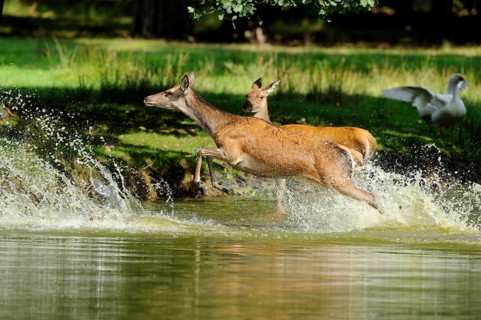 Red deer (Cervus elaphus) galloping through the stream, accompanied by a goose, Bavaria