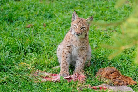 A young Eurasian lynx (Lynx lynx) eats the leg of a red deer lying in a meadow