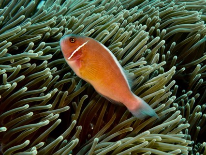 An orange collar anemonefish (Amphiprion perideraion) swimming in a sea anemone, dive site
