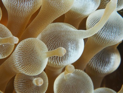 Close-up of transparent golden tentacles of a bubble anemone (Entacmaea quadricolor), dive site