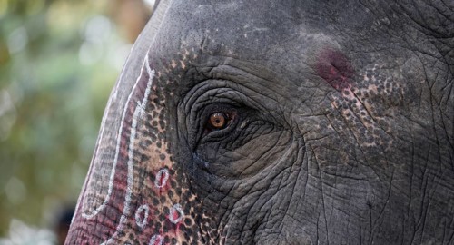 Closeup of a eye of an asian captive elephant and drawing on skin in India