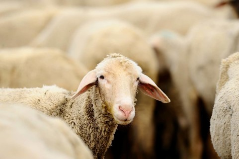A sheep looks out of a herd into the camera, domestic sheep (Ovis orientalis aries), Franconia