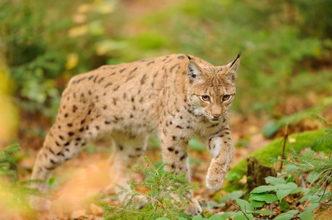 A lynx moves through the forest, the expression full of concentration on the surroundings, Eurasian