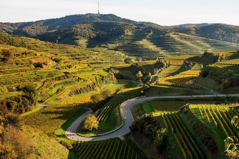 Hilly landscape and vineyards in autumn, near Oberbergen, Kaiserstuhl, Baden-Württemberg, Germany,