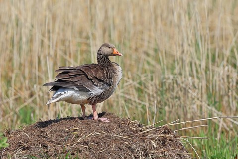 Greylag goose (Anser anser) building a nest, Dümmer, Lake Dümmer, Ochsenmoor, Hüde, Lower Saxony,