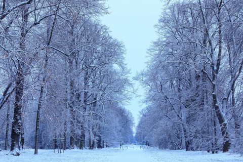 Natural monument Pieschener Allee in the snow, four-row lime tree avenue (Tilia) in the Ostragehege