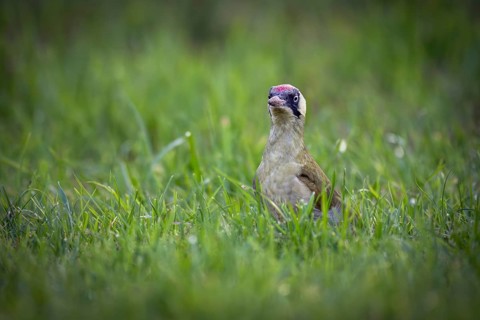 Green woodpecker (Picus viridis), young bird foraging in meadow, Rosensteinpark, Stuttgart,