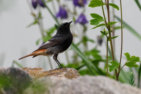 A male black redstart (Phoenicurus ochruros) sitting in the garden in front of columbine flowers,