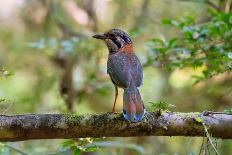 Bird, Scaly Ground Roller in the rainforests of eastern Madagascar