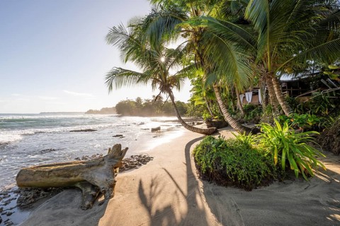 Sea and Caribbean sandy beach with palm trees at sunrise, sun star, Caribbean coast, Playa Negra,