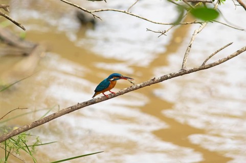 Kingfisher (Alcedo atthis) with food in its beak in Yala National Park, Southern Province, Sri