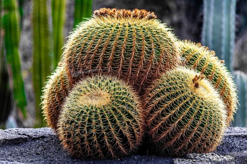 2016, Guatiza, Lanzarote, Jardin de Cactus by Cesar Manrique, ESP, Spain, Canary Islands, Canary