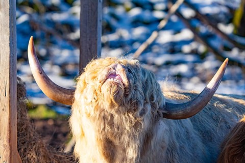 A Highland cow with light-coloured horns and plaited coat next to a wooden fence, Seewald, Black