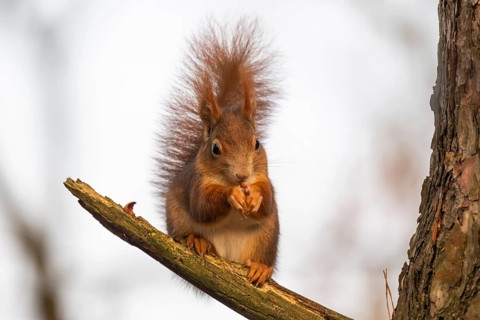 Squirrel (Sciurus vulgaris) sitting on a branch and holding a hazelnut in its paws,