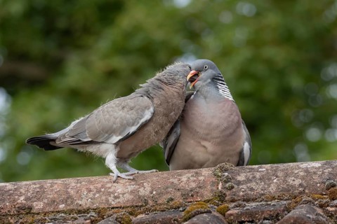 Wood pigeon (Columba palumbus) two birds adult bird feeding a juvenile baby cobb on an urban house