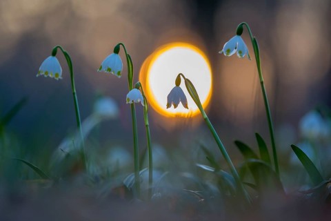 Spring snowdrop (Leucojum vernum), March snowdrop, March bells, sunset, blossoms, plants, spring,