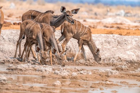 Greater kudu (Tragelaphus strepsiceros), four females drinking at a waterhole, Nxai Pan National
