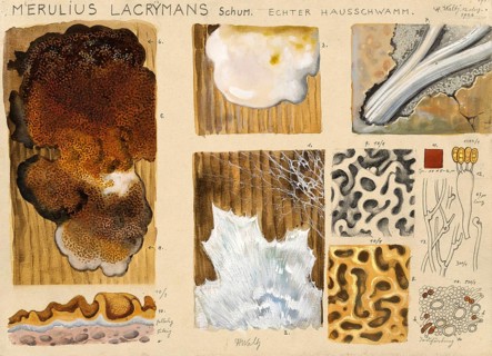 Mushroom, fungi, dry rot, Serpula lacrymans, wood-destroying fungus, authentic reproduction of an