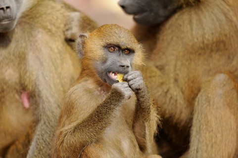 A baboon in a group, eating something, surrounded by conspecifics, in a natural environment, Guinea
