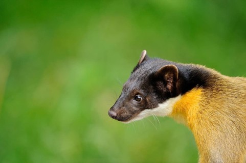 Close-up of a marten's head with a green background. The fur is brown and yellow, coloured marten,