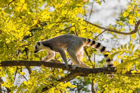 A ring-tailed lemur (Lemur catta) climbs high up in a tree on a branch surrounded by fresh green