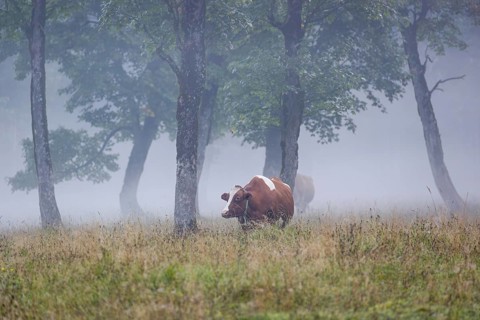 A Holstein Friesian cow stands grazing on a meadow with trees on a foggy day. Eng Valley, Austria,