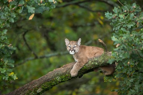 One young cougar, Puma concolor, resting on a big branch high up in an oak tree