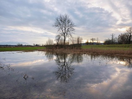 Flooded nature reserve Reussspitz, Canton Zug, Switzerland, Europe