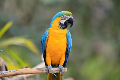 Yellow-breasted Macaw (Ara ararauna), adult, on wait, South America
