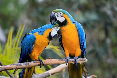 Yellow-breasted Macaw (Ara ararauna), adult, perch, pair, social behaviour, plumage care, South