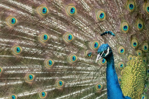 Indian peafowl or Peacock (Pavo cristatus) adult male bird displaying showing its tail feathers,