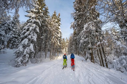 Two ski tourers in a snowy forest, ascent to Simetsberg, Estergebirge, Bavarian Prealps, Bavaria