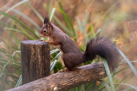 Eurasian squirrel (Sciurus) standing on a wooden fence, holding on to a wooden post, looking for