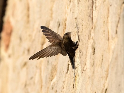 Common swift (Apus apus), adult bird with spread wings, helping it to balance as it clings to a