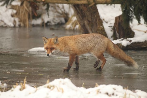 Red lynx (Vulpes vulpes) running across a frozen stream, Allgäu, Bavaria, Germany, Allgäu, Bavaria,