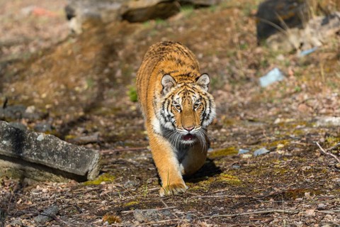 One young female Siberian Tiger, Panthera tigris altaica, walking thru a birch tree forest. Early
