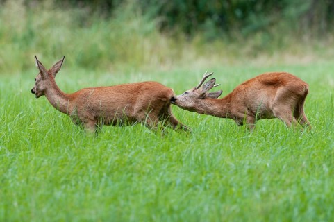 Roe deer (Capreolus capreolus), roebuck checks the doe's readiness to mate in the rutting season,