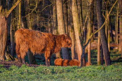 A Highland calf (Bos primigenius taurus) stands at a forest edge, a second one is resting on the