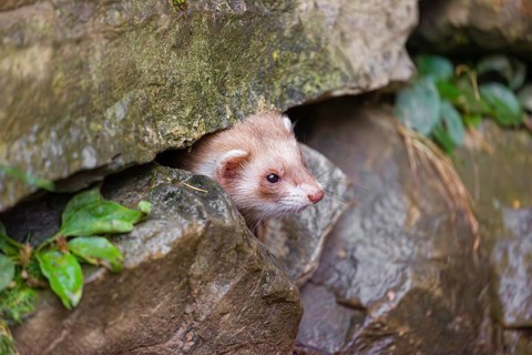 A male ferret (Mustela putorius furo) looks out from a crevice