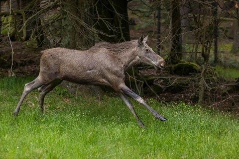 One adult female moose or elk, Alces alces, running, chasing away a male moose to protect her two