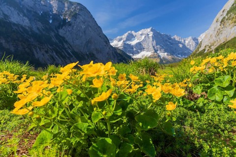 Caltha palustris, marsh-marigold or kingcup growing at the Nature conservancy area Grosser
