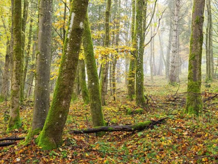 Forest scene, with autumn fog, beside the Schwartzbach, in the Rhön UNESCO Biosphere nature