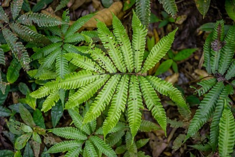 Fern in the tropical rainforest, Corcovado National Park, Osa Peninsula, Puntarena Province, Costa