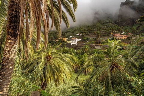 Cultural landscape with palm trees in Valle Gran Rey, La Gomera, Canary Islands, Spain, Europe