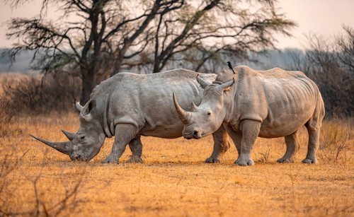 Southern white rhinoceros (Ceratotherium simum simum), two rhinos in the evening light, Khama Rhino