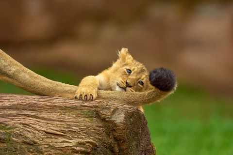 A lion cub plays playfully on a log with its mother's tail, in a natural environment, captive,