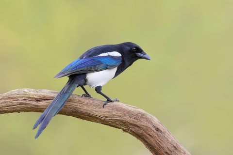 Magpie, (Pica pica) sitting on a branch with contrasting blue, black and white feathers, wildlife,