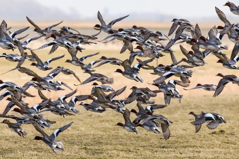 Eurasian Wigeon, (Mareca penelope) flock flying over a meadow, Texel, Holland